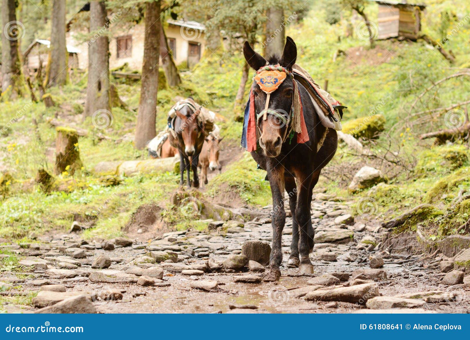 porter donkey. nepal