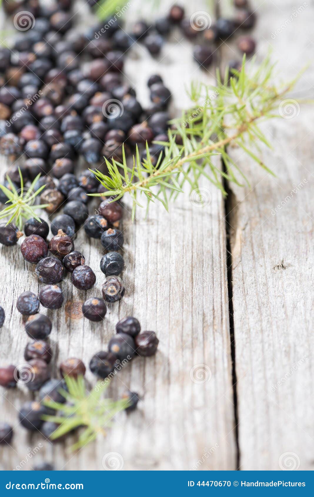 Portion of Dried Juniper Berries Stock Photo Image of berries