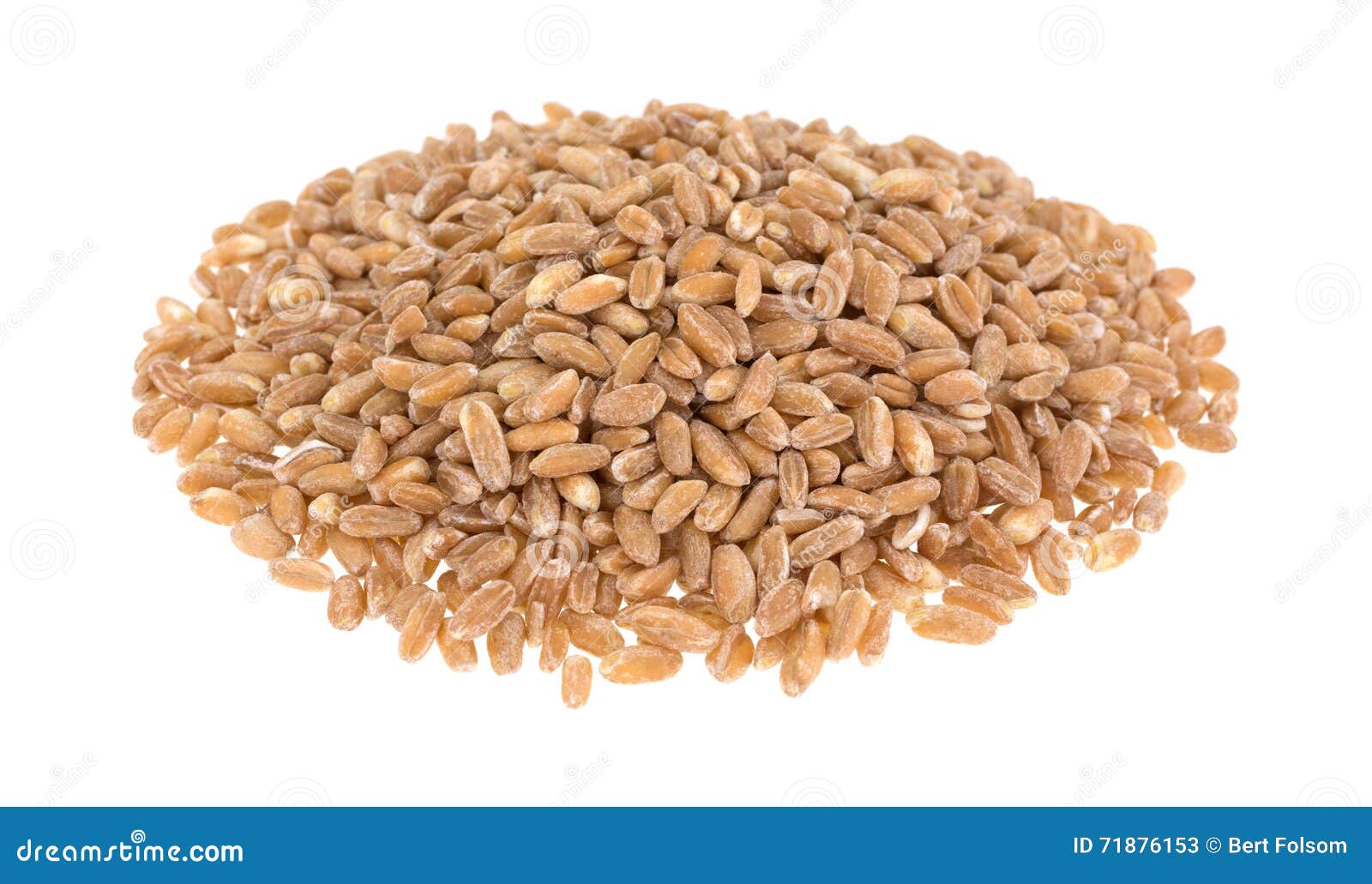 Portion of Farro Organic Wheat on a White Background Stock Image