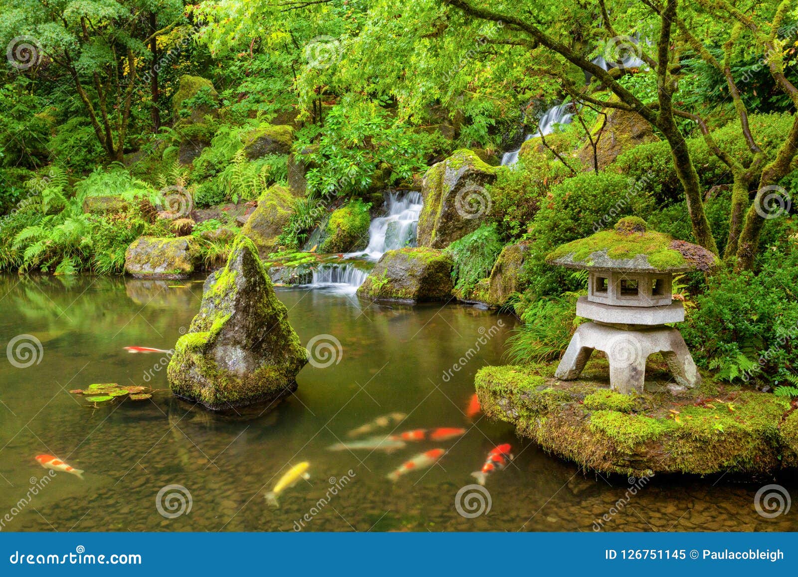 portland japanese garden pond with koi fish