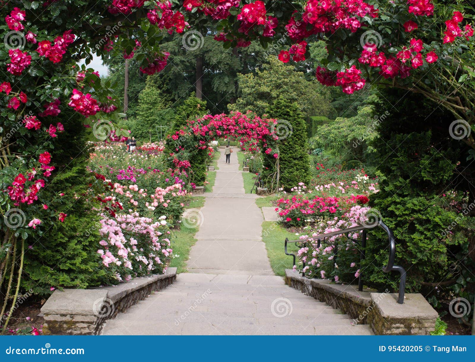 Portland Oregon Rose Garden Stockbild Bild Von Dschungel