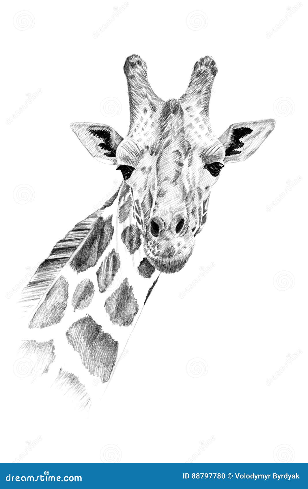 Portrat Der Giraffe Eigenhandig Gezeichnet In Bleistift Stock Abbildung Illustration Von Gezeichnet Giraffe