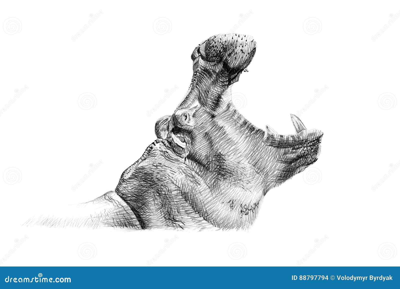 Portrat Des Flusspferds Eigenhandig Gezeichnet In Bleistift Stock Abbildung Illustration Von Eigenhandig Gezeichnet