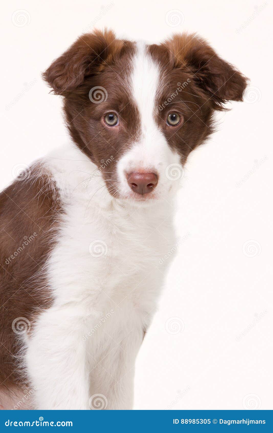 Portrat Eines Braunen Border Collie Welpen Stockbild Bild Von