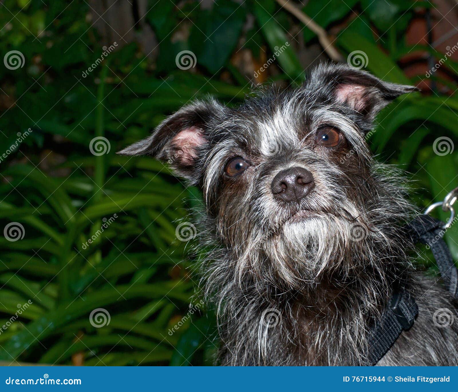 Portrat Eines Schwarzweiss Border Terrier Mischungshundes Der Oben Schaut Stockfoto Bild Von Platz Brut 76715944