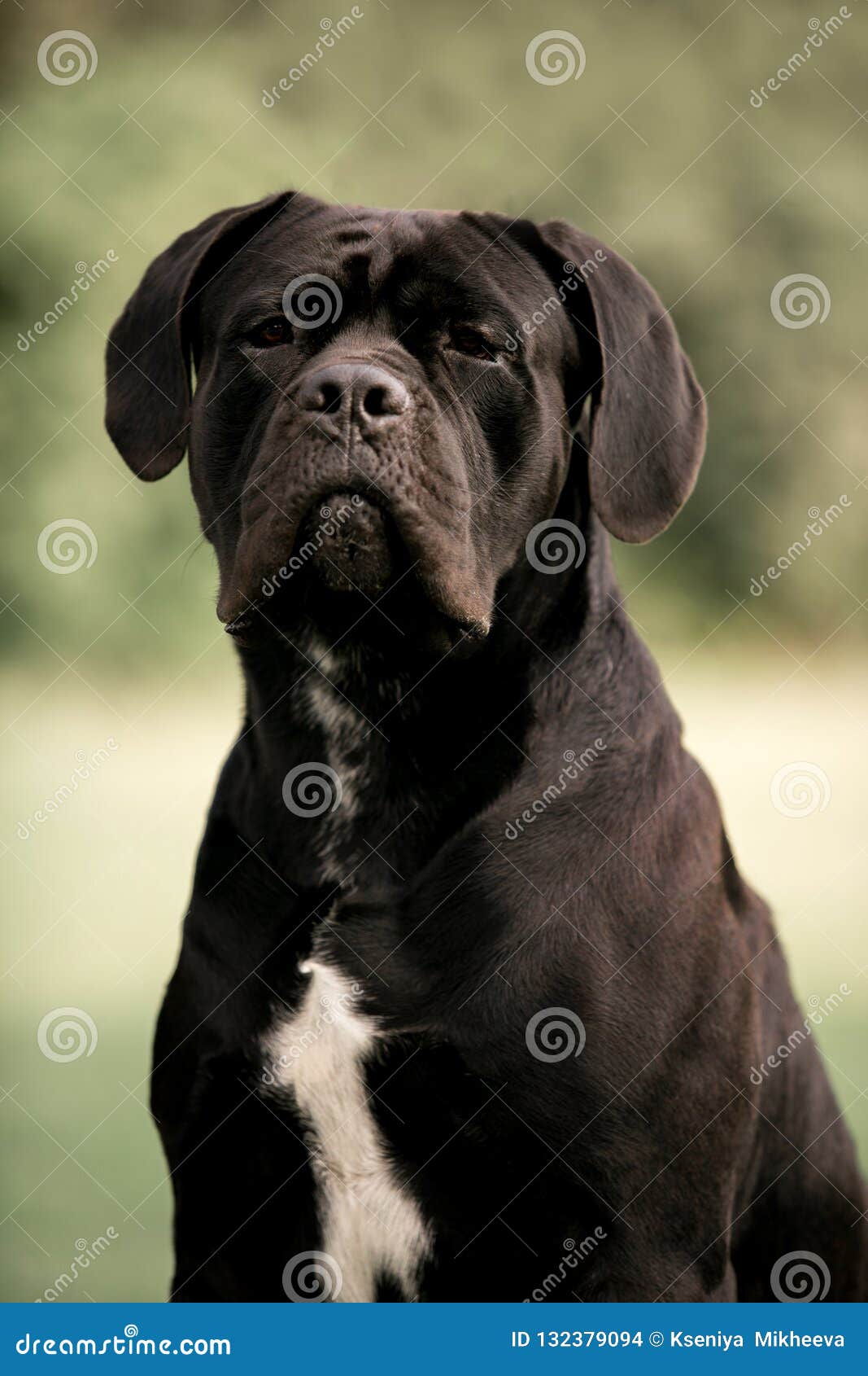 55+ Italian Cane Corso Info