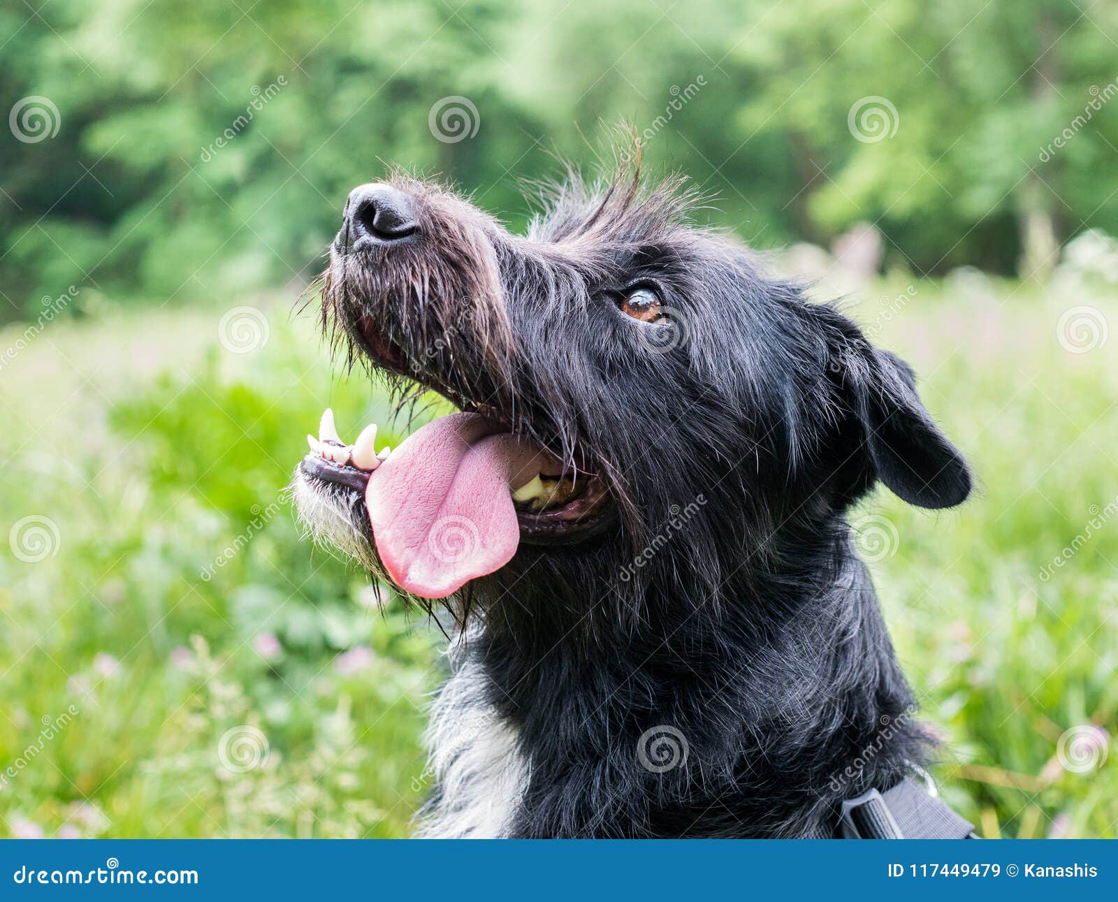 Portrait of Adorable Cross Breed Dog, Schnauzer and Collie Mix (border Schnollie), with Tongue Out, Staring Stock Image - Image of domestic, bred: 117449479