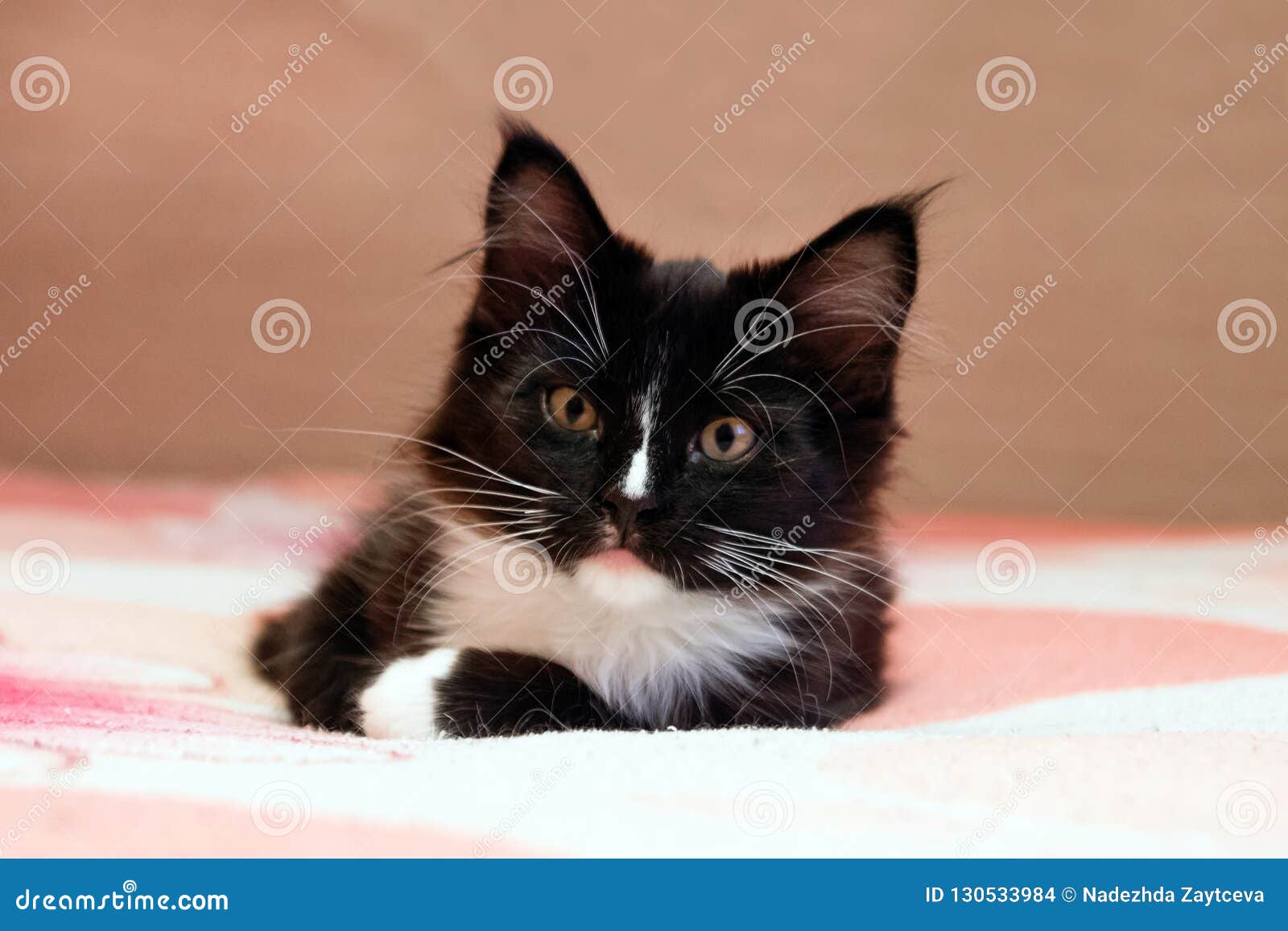 Portrait Of Adorable Long Haired Black And White Kitten Lying On A