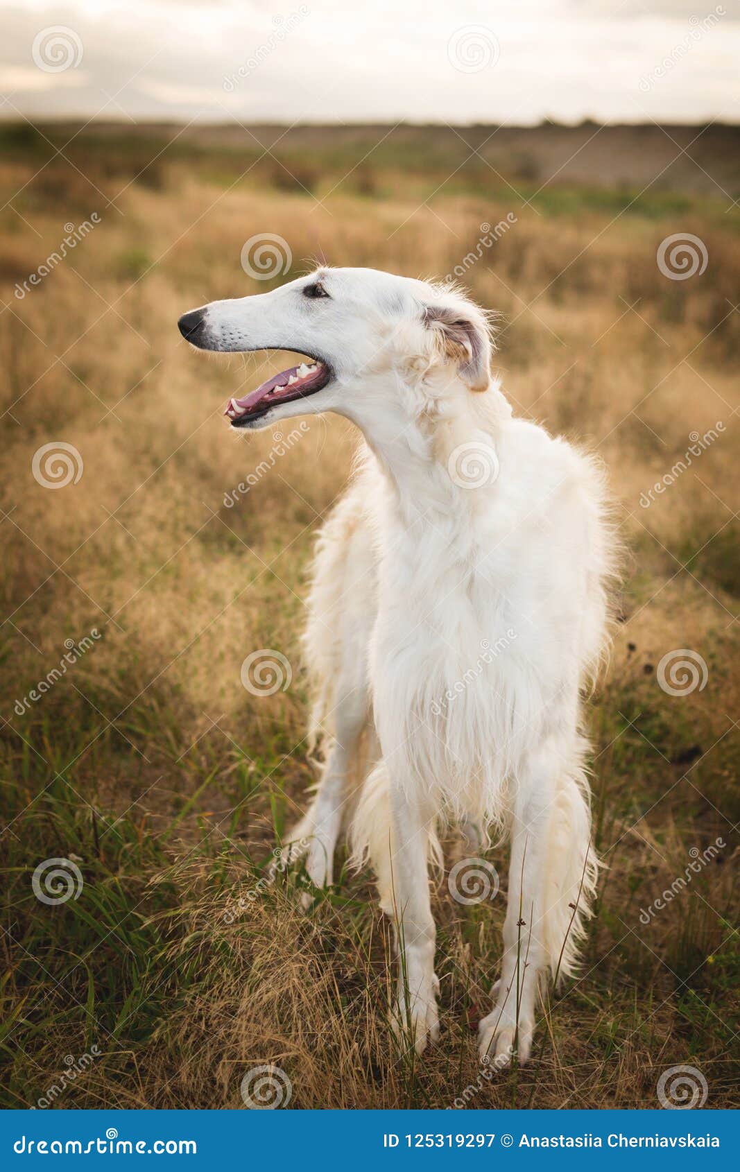 Profile Portrait Of Beautiful Beige Russian Borzoi Dog Standing In The Field Ay Sunset Stock Image Image Of Animal Background 125319297