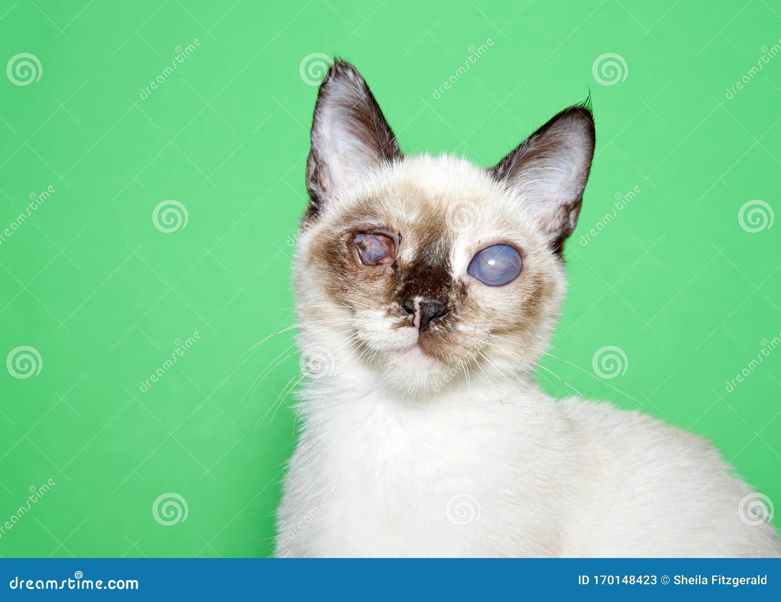 Seal 2025 point kitten