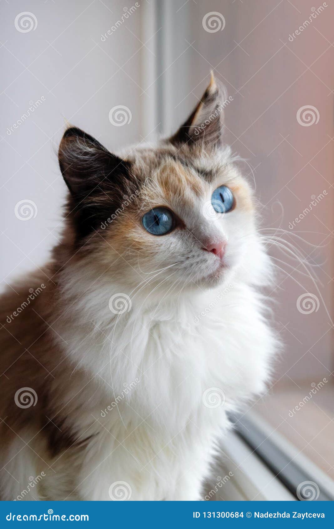 tortoiseshell and white cat with blue eyes