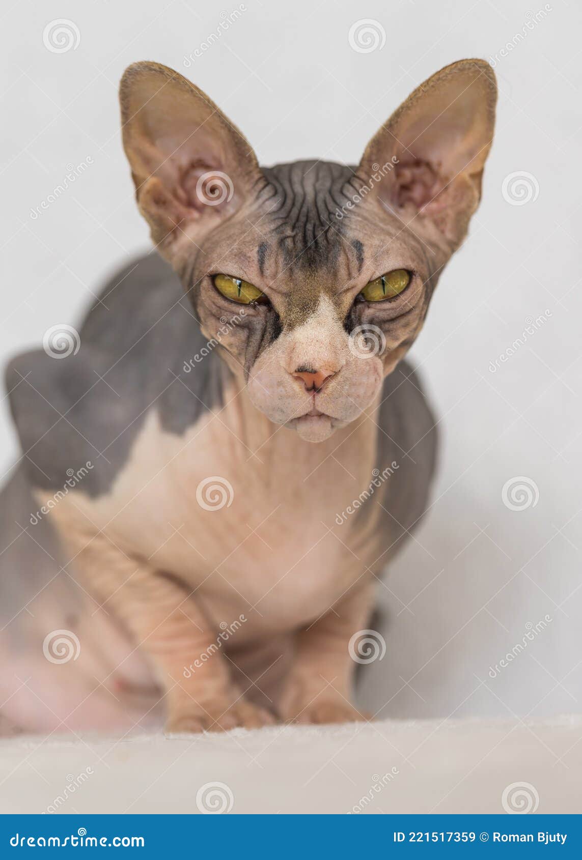 Portrait of an Adult Exotic Sphynx Cat. the Cat Has No Hair Stock Image -  Image of hair, grey: 221517359