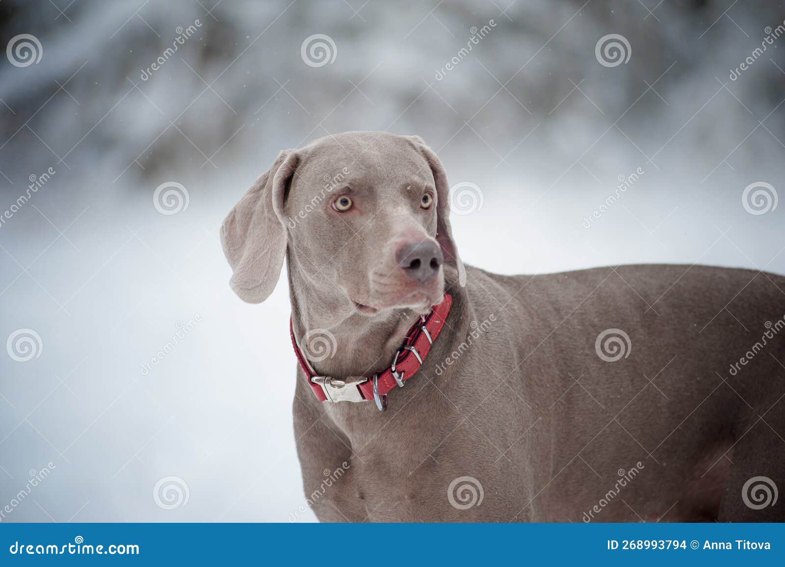Portrait of a Weimaraner in a Red Collar in the in Winter Stock Photo - Image of portrait, winter: 268993794