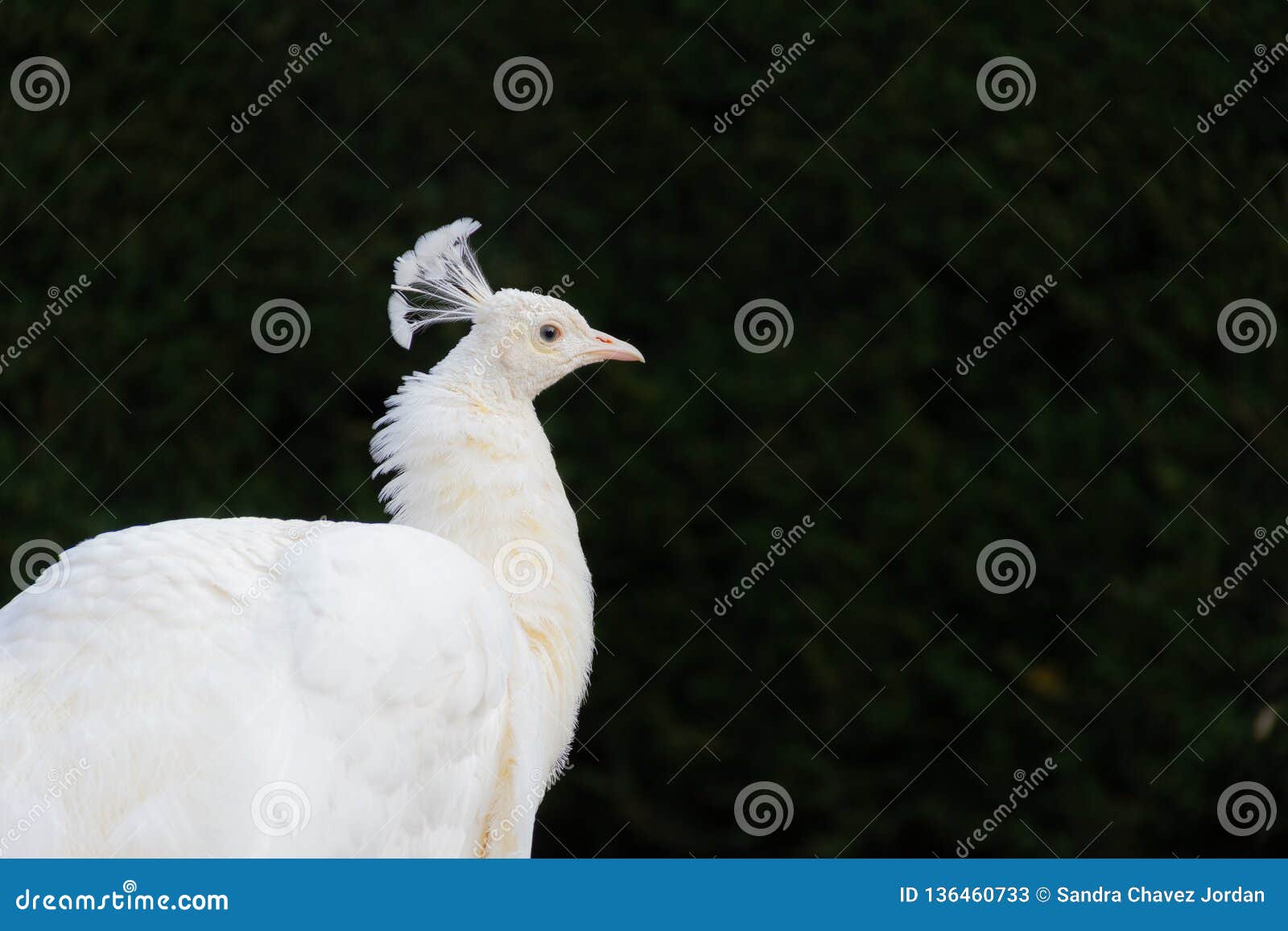 albino peacock in a dark background