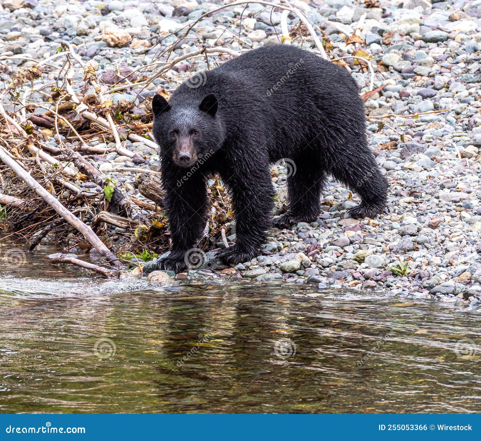 Portrait of an American Black Bear in a Park Stock Photo - Image of