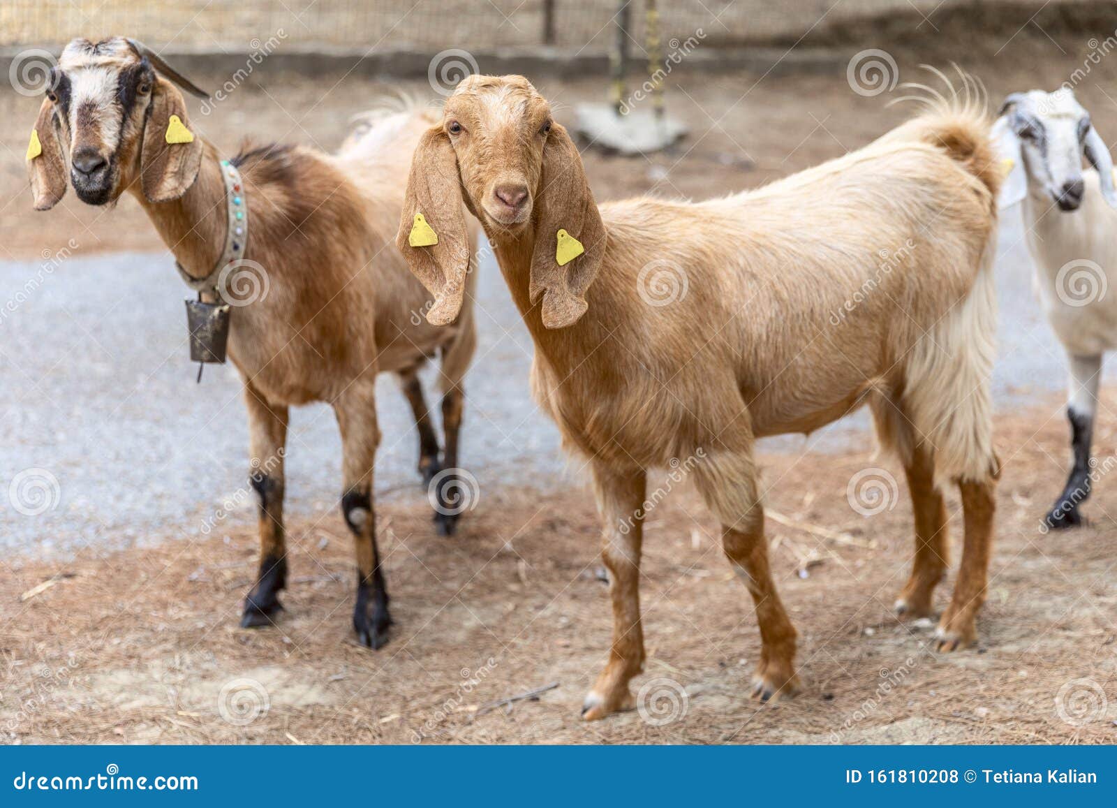 portrait of anglo-nubian goats grazing in the mountains in northern cyprus. the two cute curious animais are looking into camera