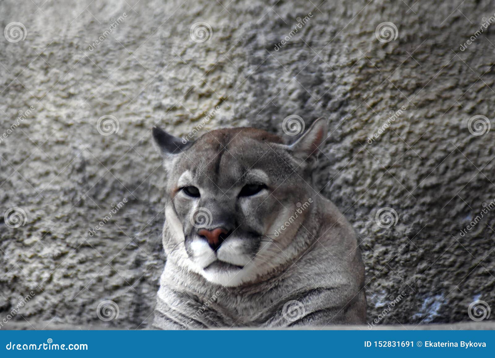 animal puma gris