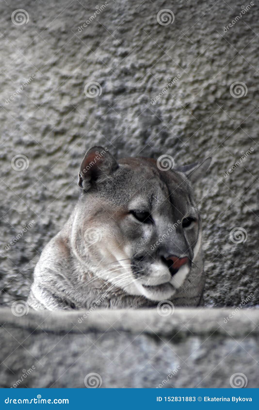 animal puma gris