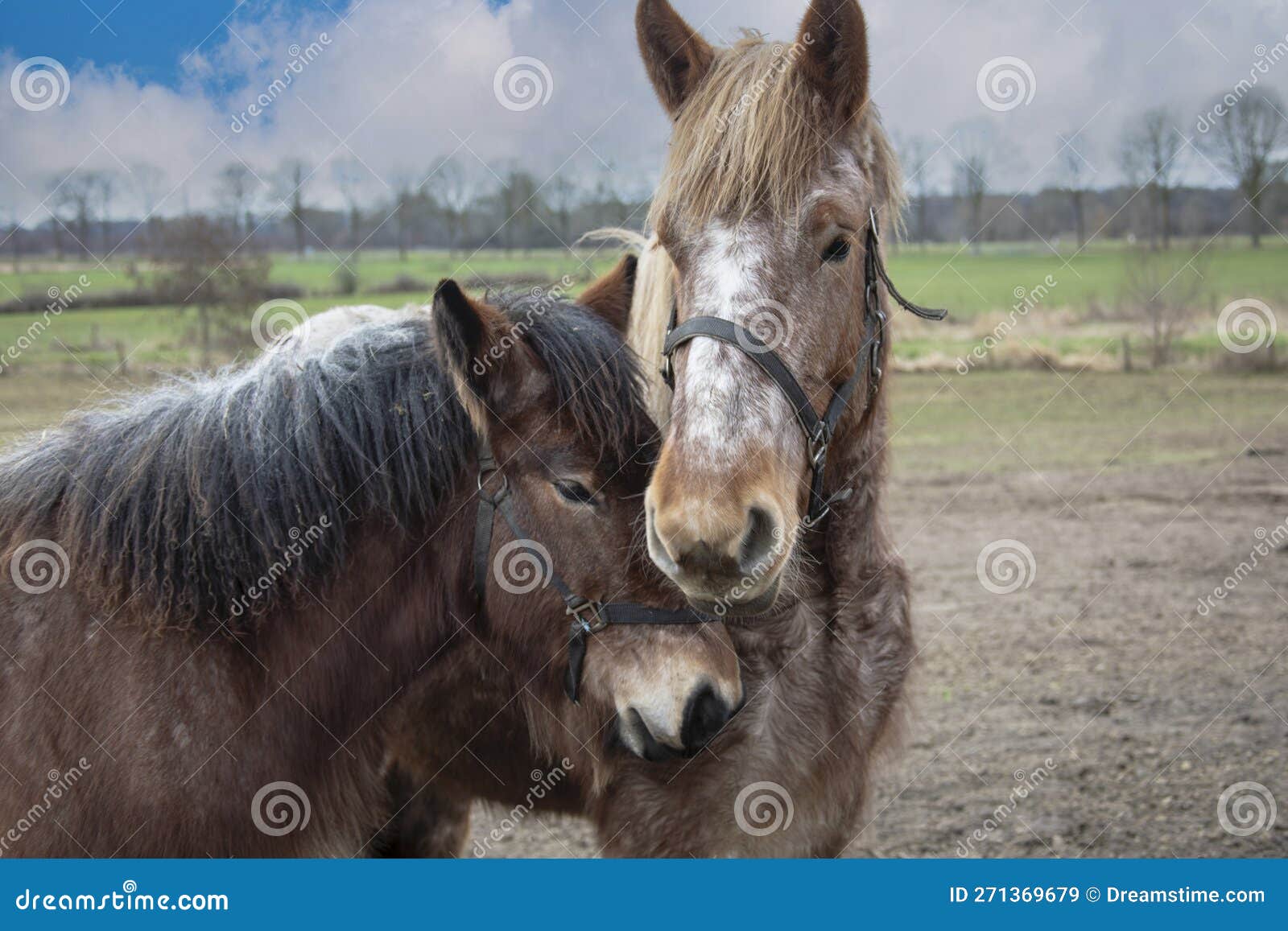 Ardennes horses