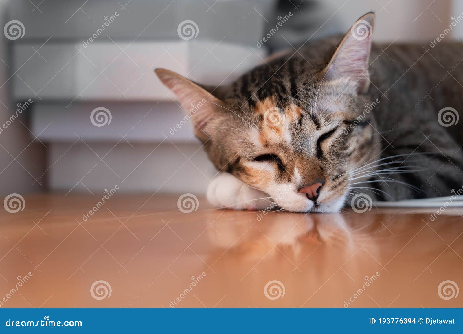 portrait of asia short hair with black tubby cat lying sleep on table