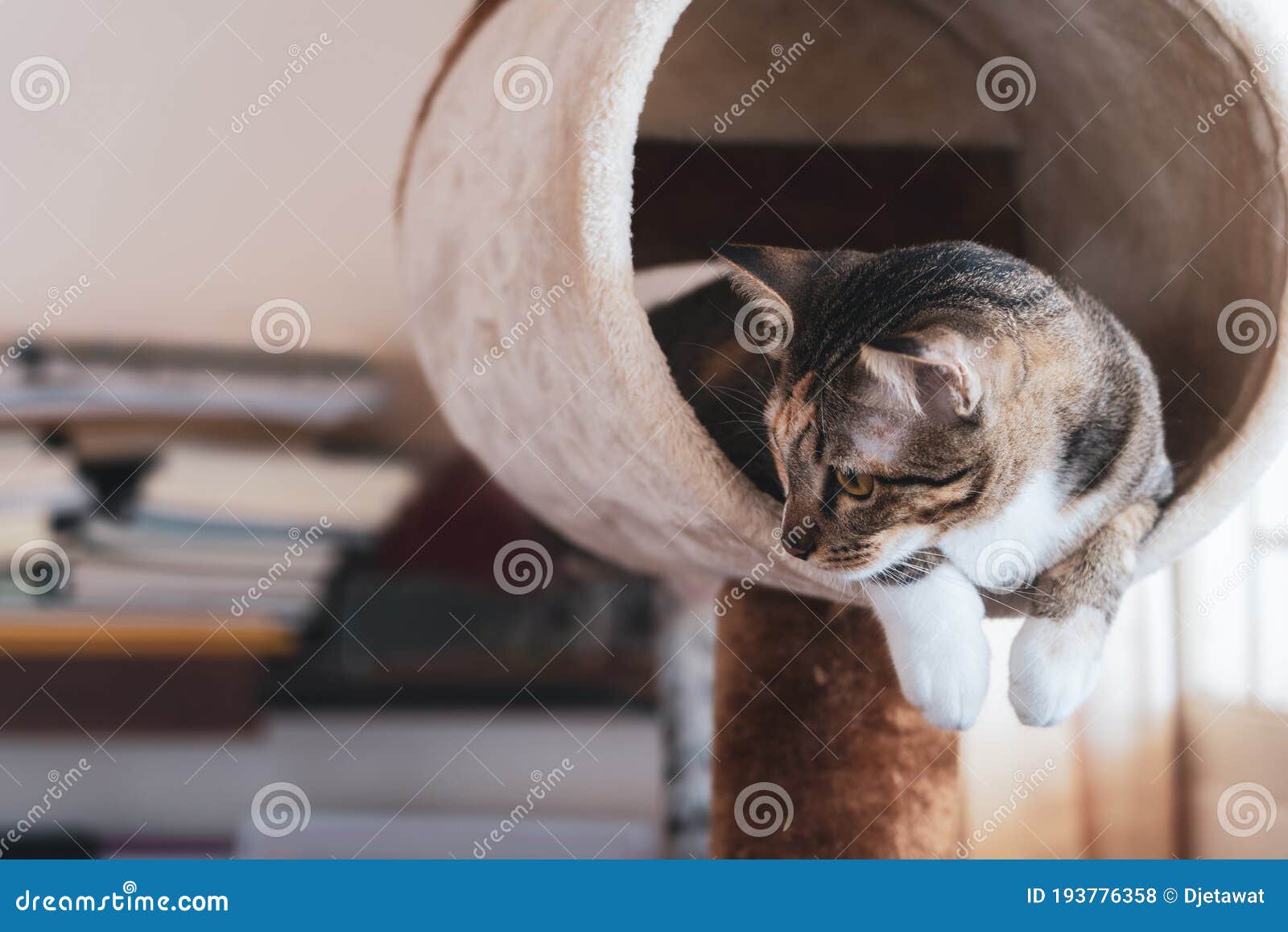 portrait of asia short hair with black tubby cat lying on cat tree or condo