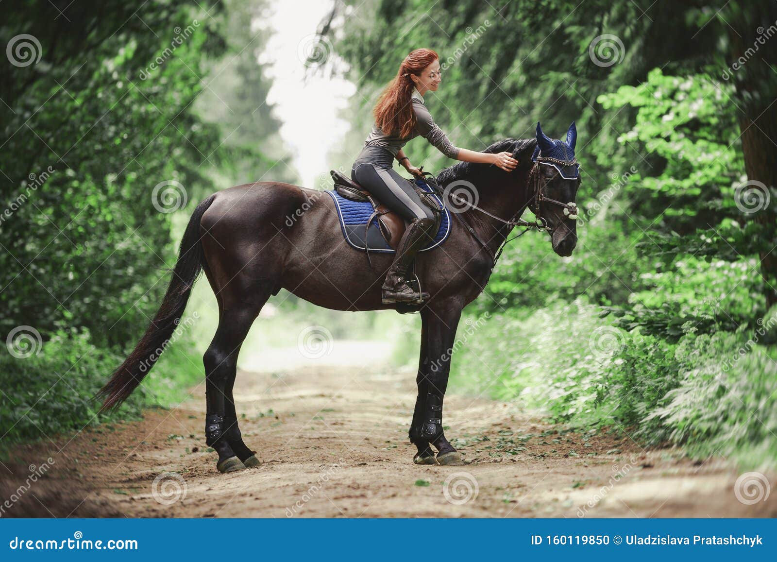 Bay Hanoverian Stallion Frolics In The Paddock On The Sand. Gallop And ...