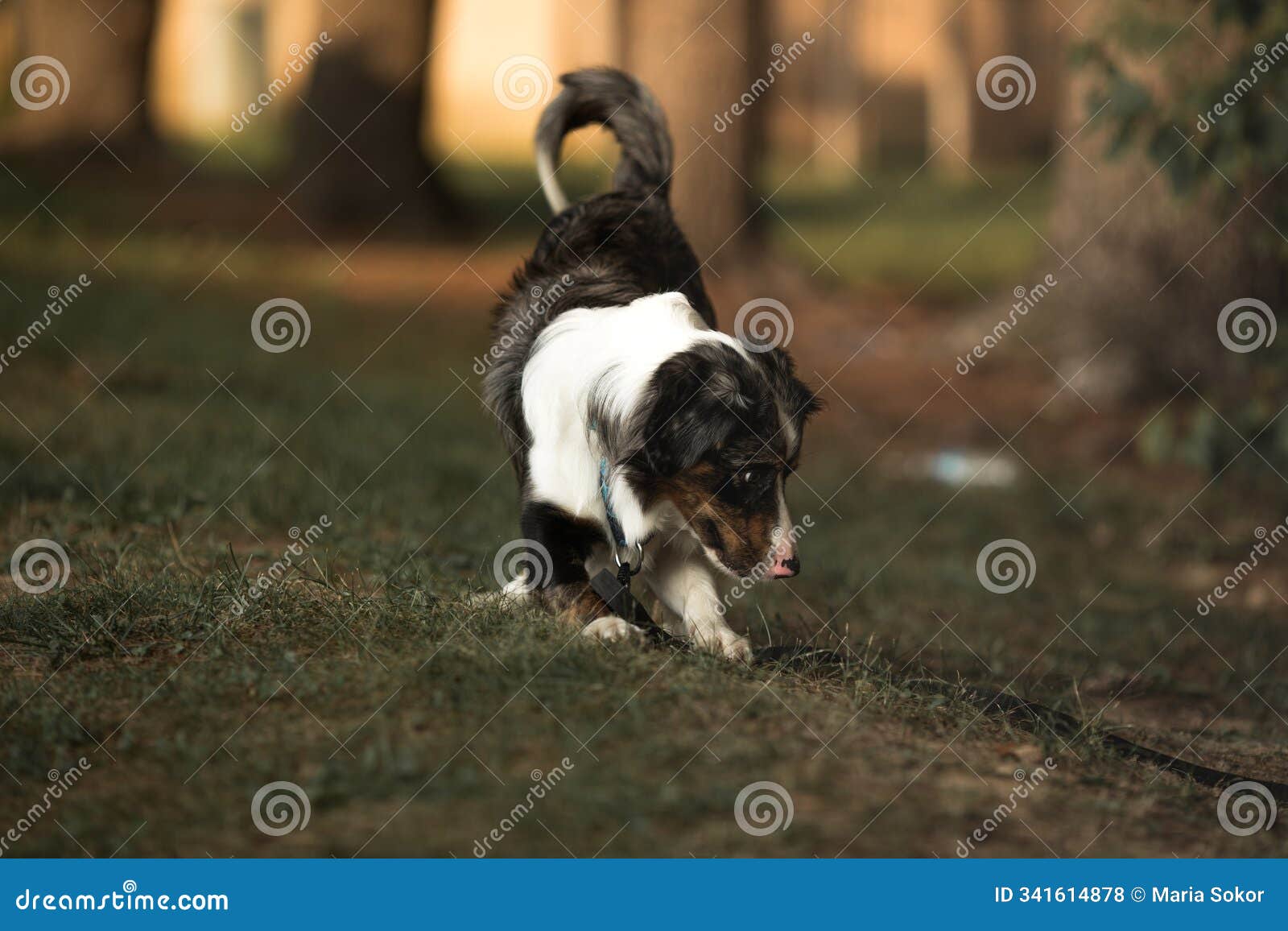 portrait of australian shepherd dog in autumn meadow. happy adorable aussie dog sitting in grass field