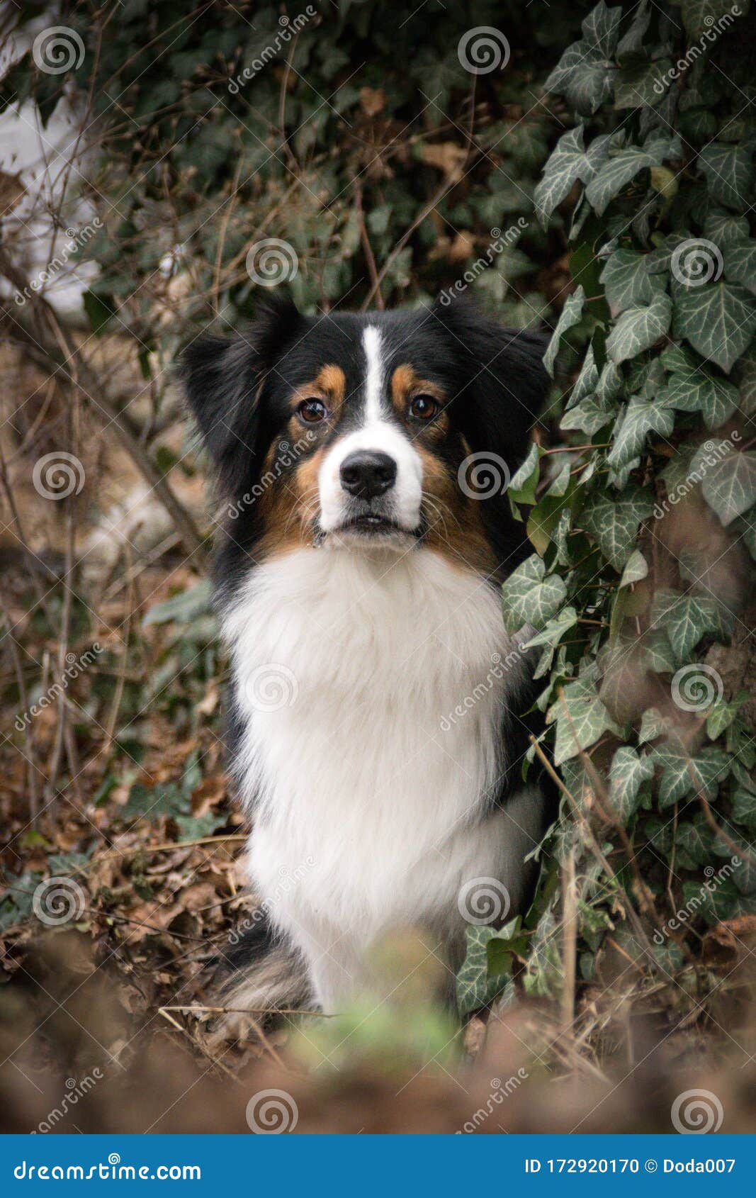 Portrait of Australian Shepherd in Ivy Leaves. Stock Photo - Image of ...