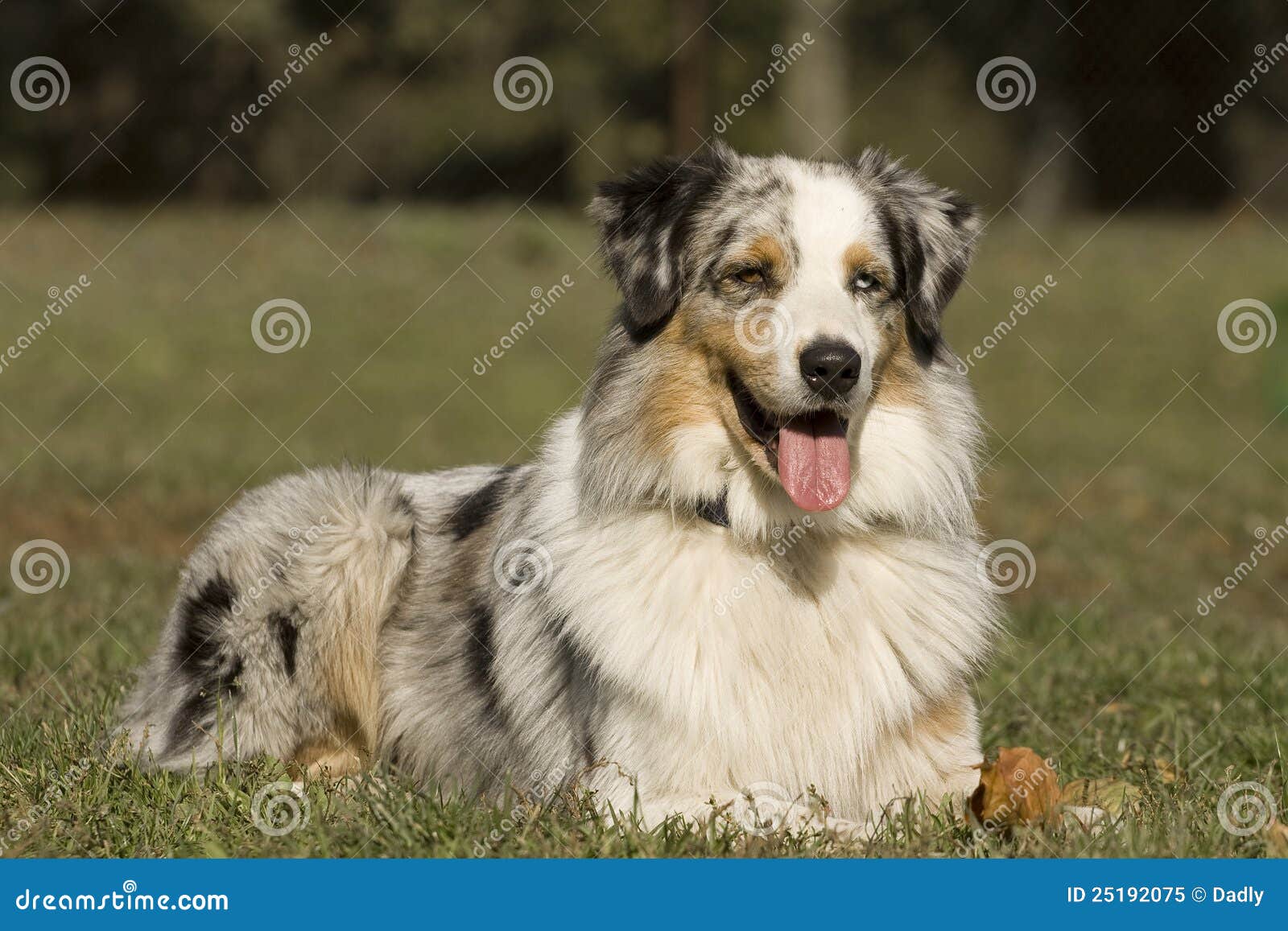 Portrait of Australian Shepherd Lying Stock Image - Image of canine ...