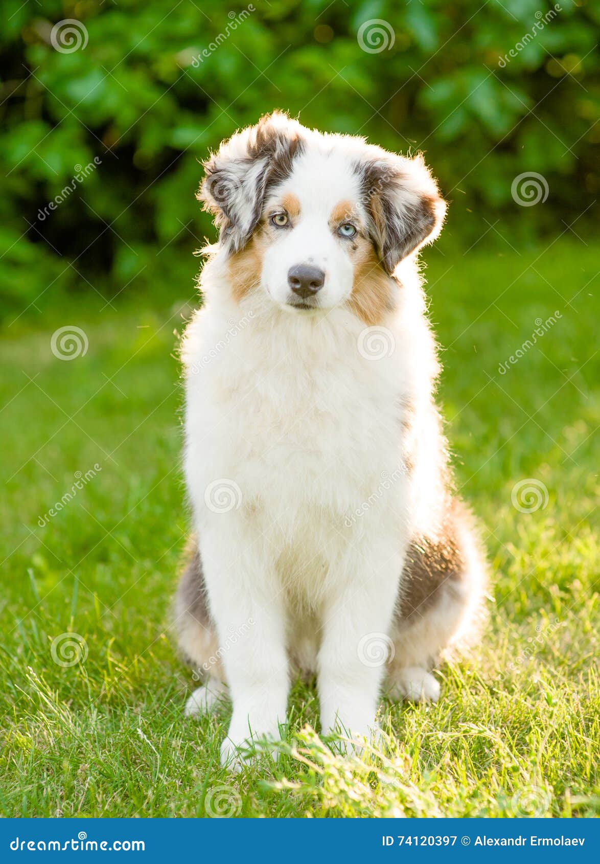 Portrait Australian Shepherd Puppy Sitting on Green Grass Stock Image ...