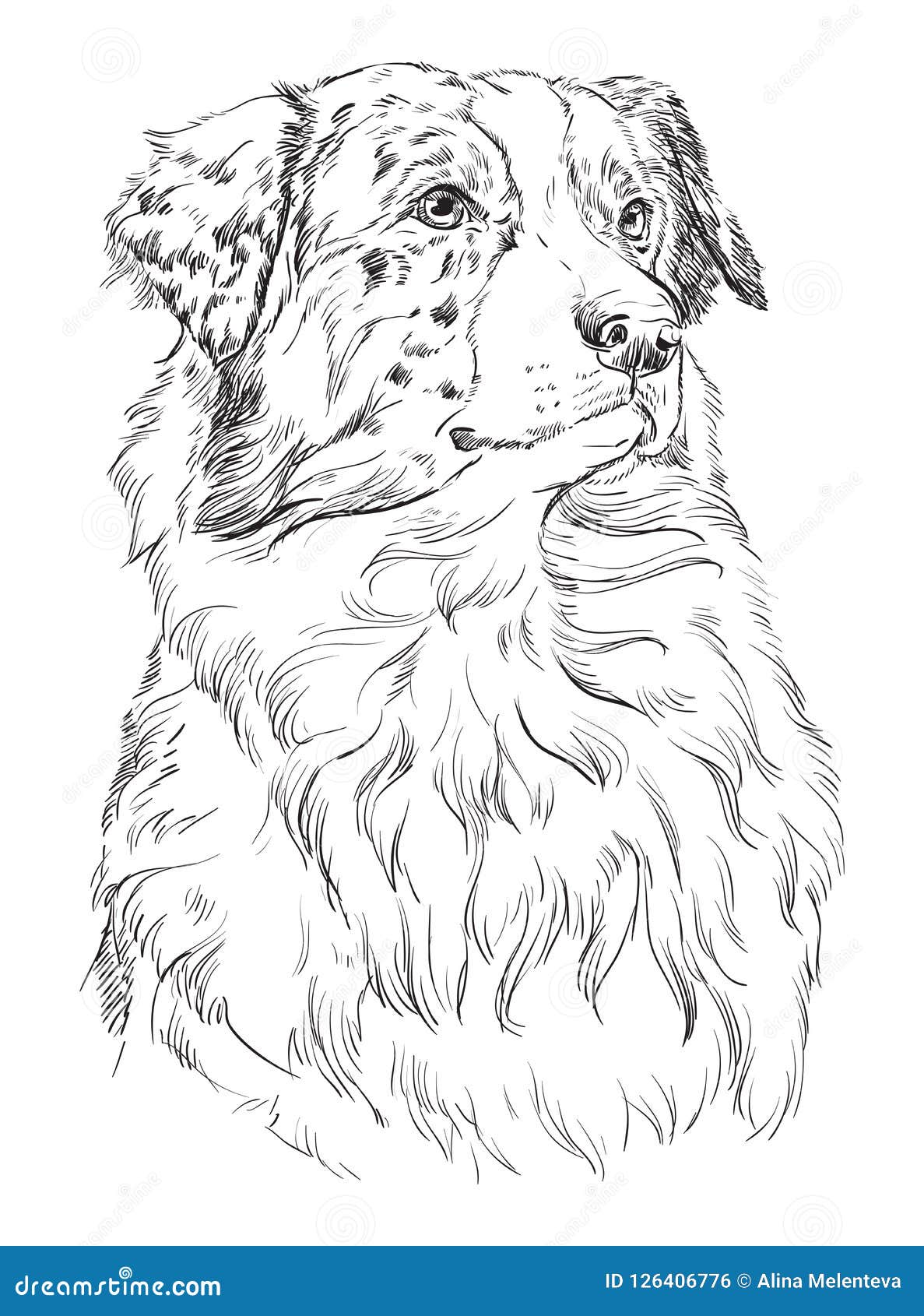 Dessin Berger Australien Noir Et Blanc Portrait Australien De Dessin De Main De Vecteur De Berger Illustration de Vecteur - Illustration du noir, isolement: 126406776