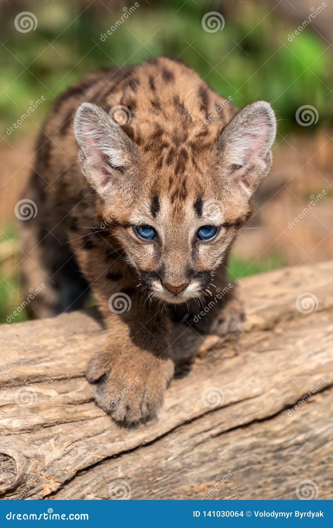 248 Baby Mountain Lion Photos Free Royalty Free Stock Photos From Dreamstime 248 Baby Mountain Lion Photos Free Royalty Free Stock Photos From Dreamstime