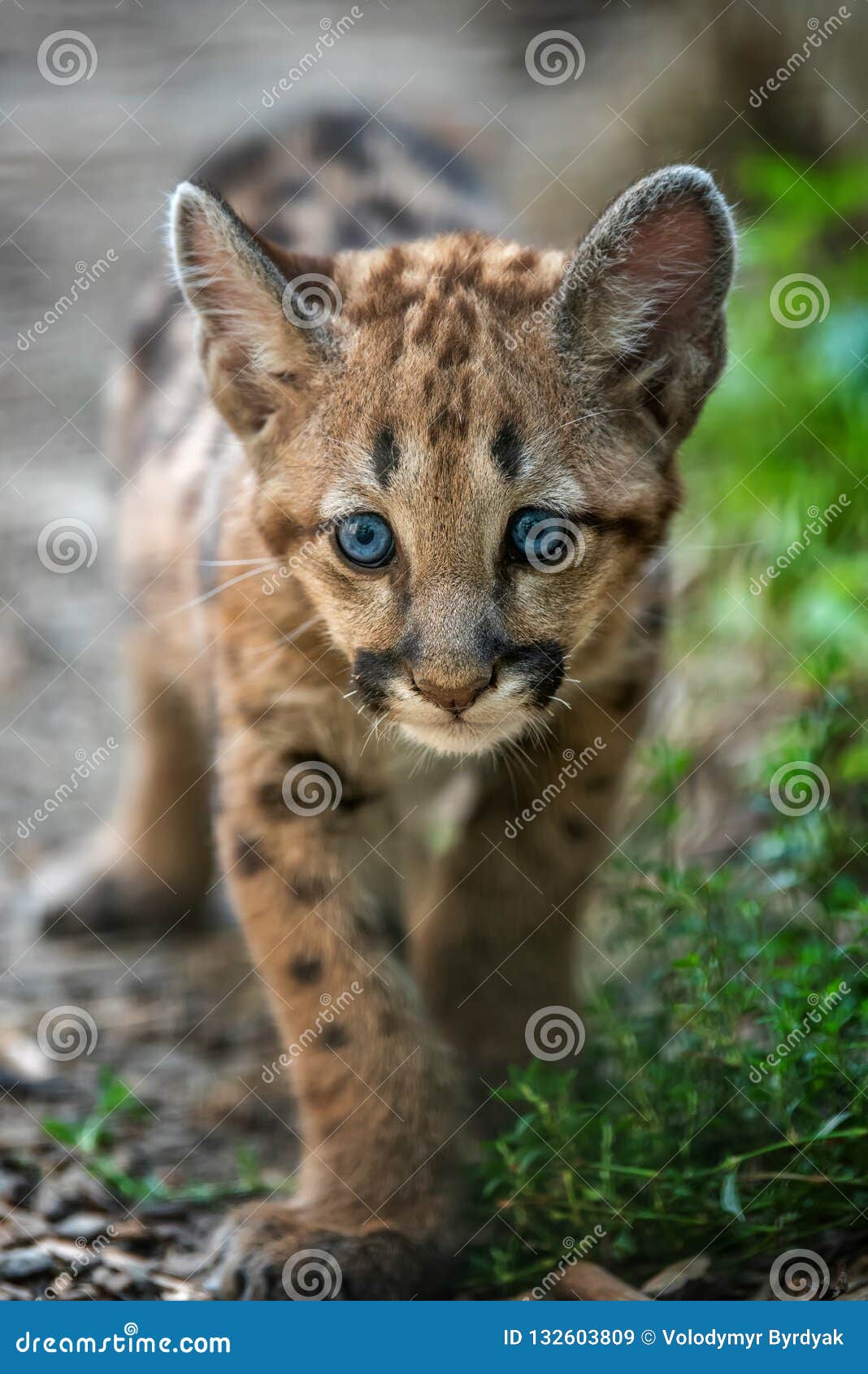 248 Baby Mountain Lion Photos Free Royalty Free Stock Photos From Dreamstime 248 Baby Mountain Lion Photos Free Royalty Free Stock Photos From Dreamstime
