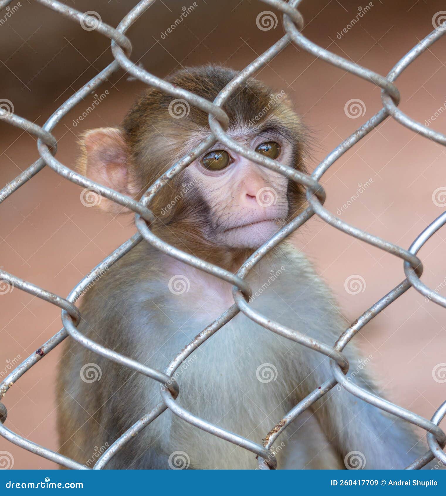 Portrait of a Baby Monkey in a Zoo Cage. Stock Image Image of looking