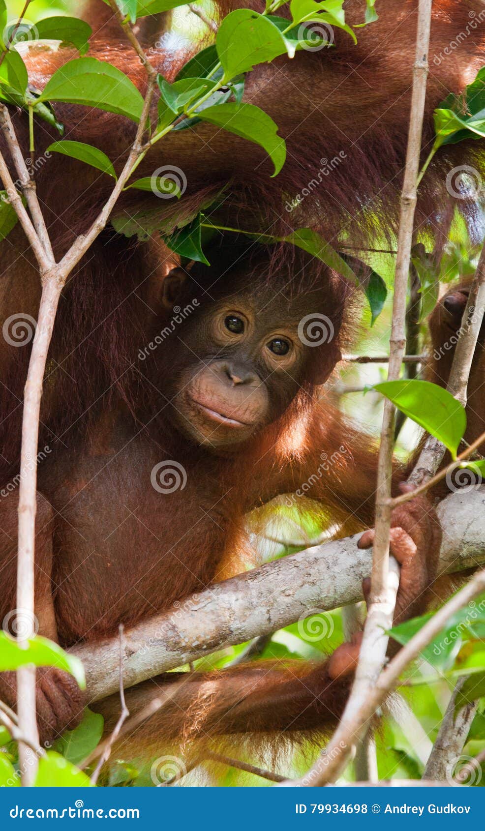 1,132 Orangutan Close Up Stock Photos - Free & Royalty-Free Stock Photos  from Dreamstime