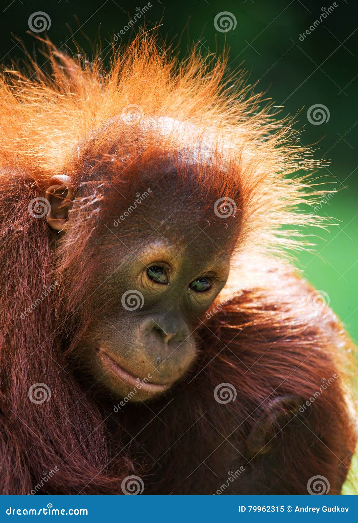 Portrait of a Baby Orangutan. Close-up. Indonesia. the Island of