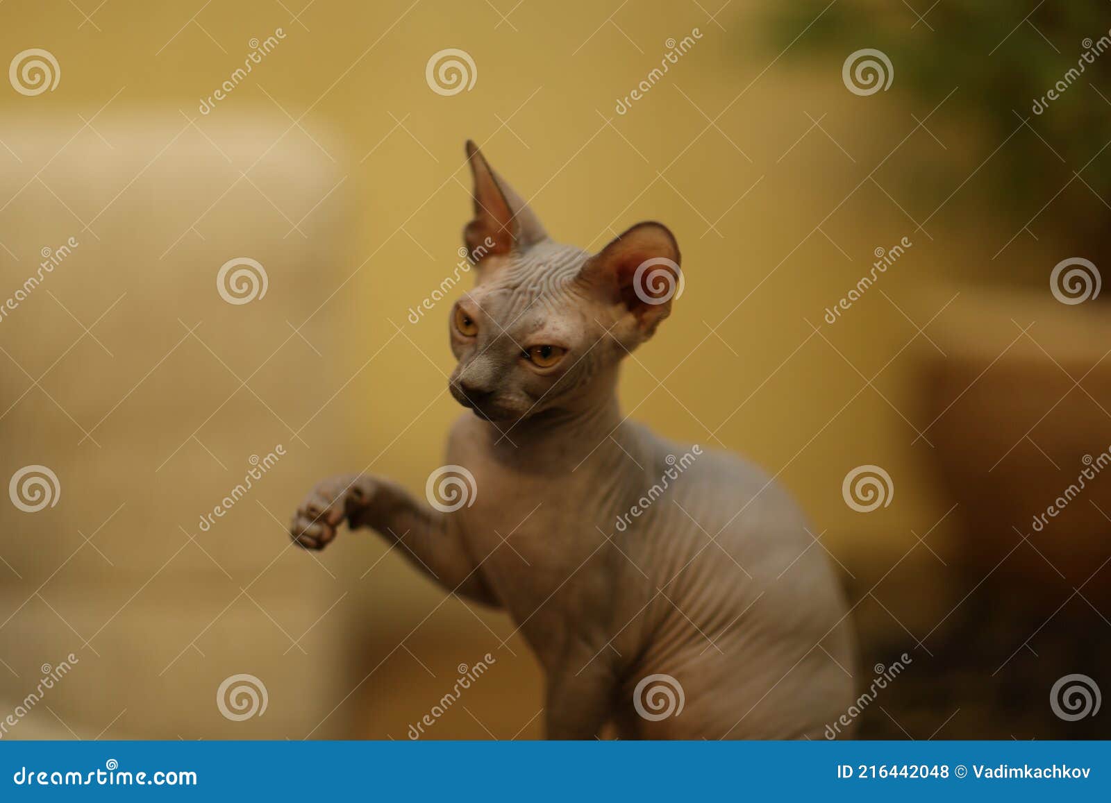 Portrait of a Bald Cat. the Sphynx Cat Breed is Hairless Animals without Hair Stock Photo - Image of small, sitting: 216442048 Portrait of a Bald Cat. the Sphynx Cat Breed is Hairless Animals without Hair Stock Photo - Image of small, sitting: 216442048