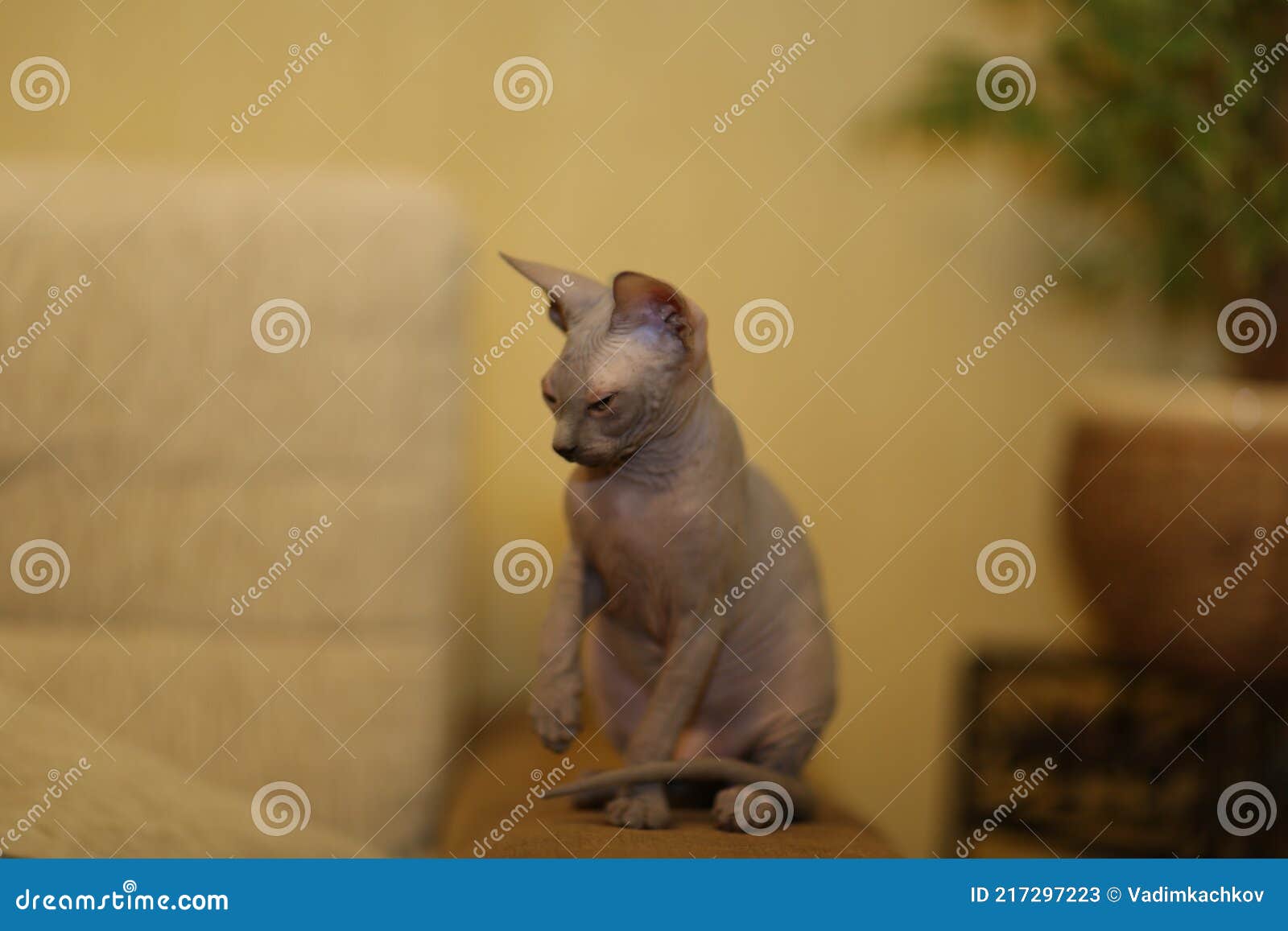 Portrait of a Bald Cat. the Sphynx Cat Breed is Hairless Animals without  Hair Stock Image - Image of gray, cozy: 217297223