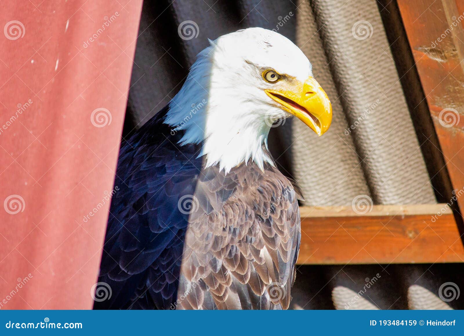 View of a Bald Eagle, Sometimes Called the American Eagle, the National  Bird and National Animal of the United States Stock Image - Image of  freedom, united: 193484159