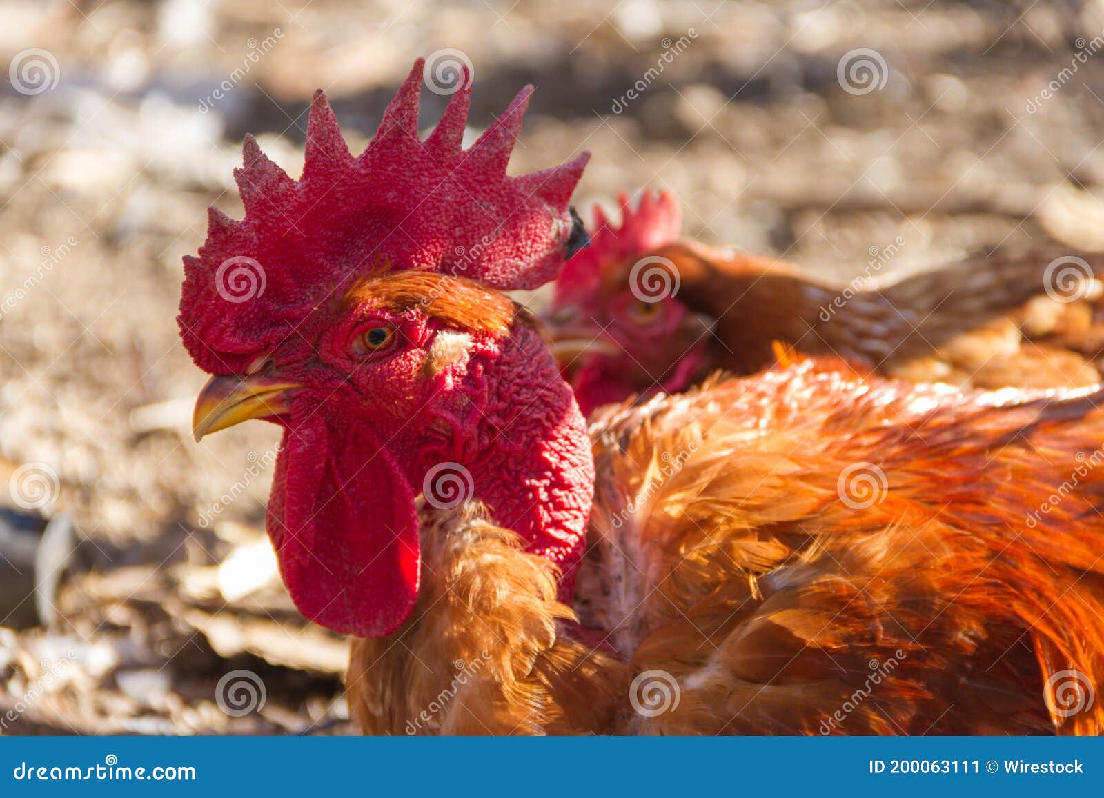portrait of the bare neck rooster in the farm henhouse