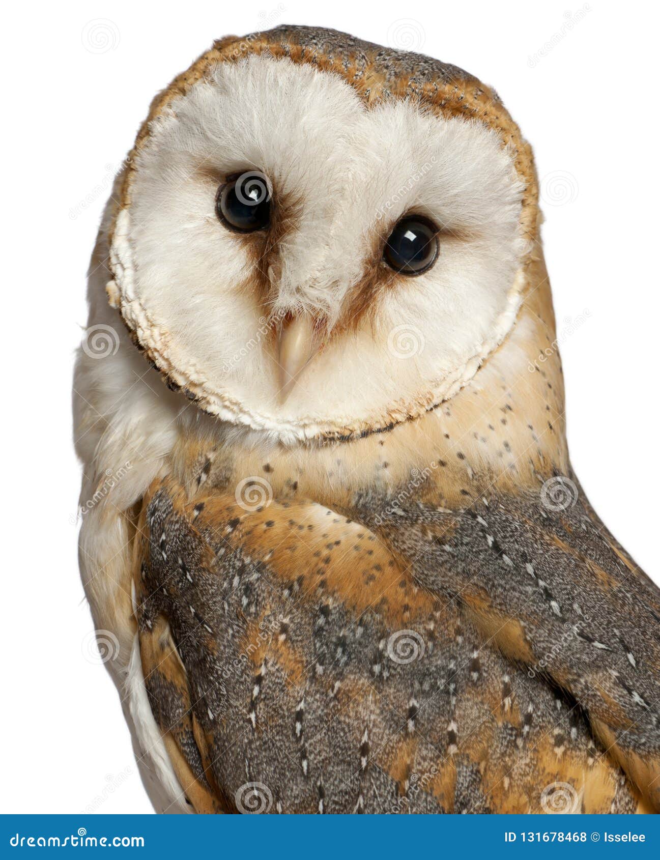 portrait of barn owl, tyto alba, in front of white background