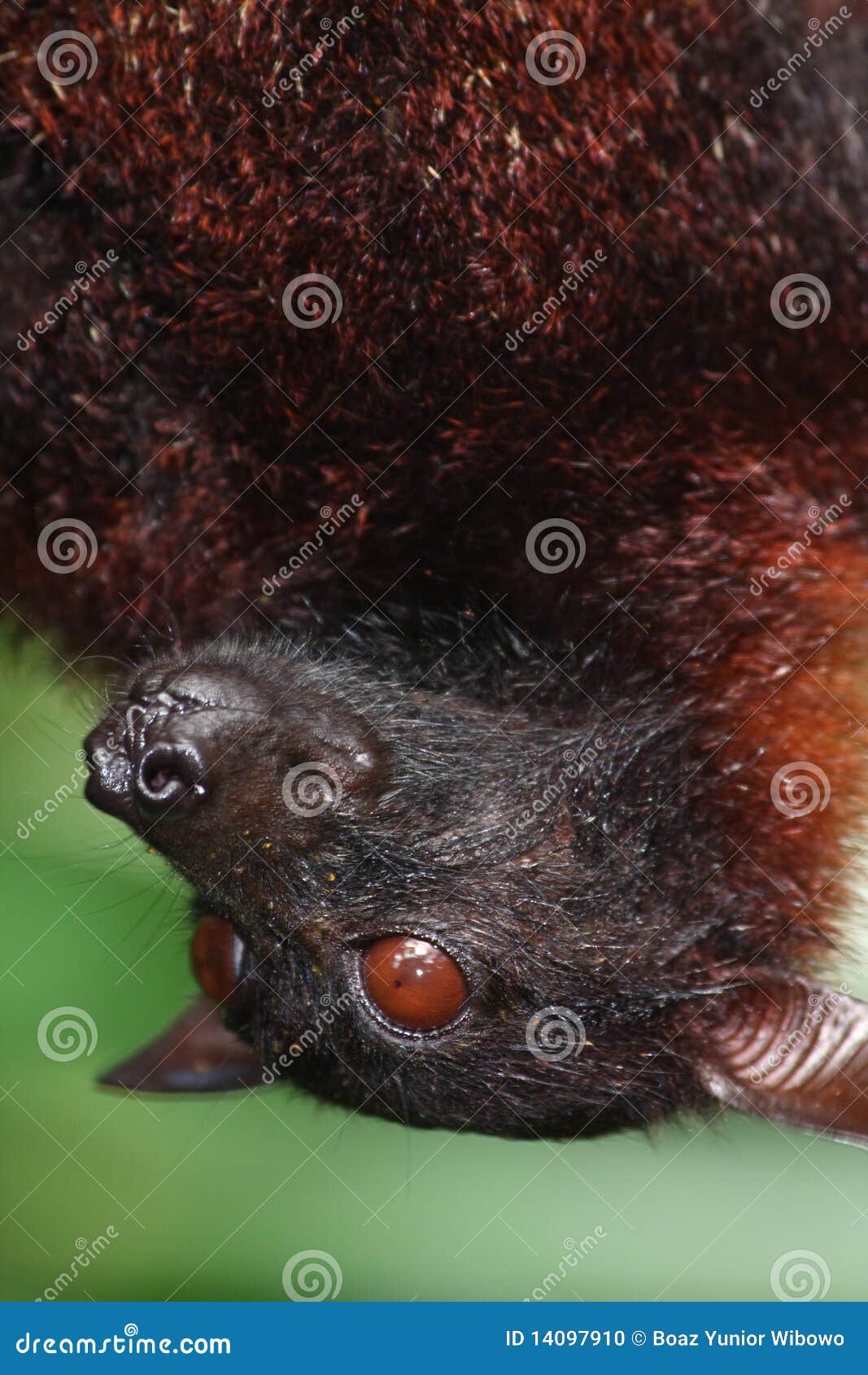 Portrait of Bat stock photo. Image of hear, wild, eyes 14097910