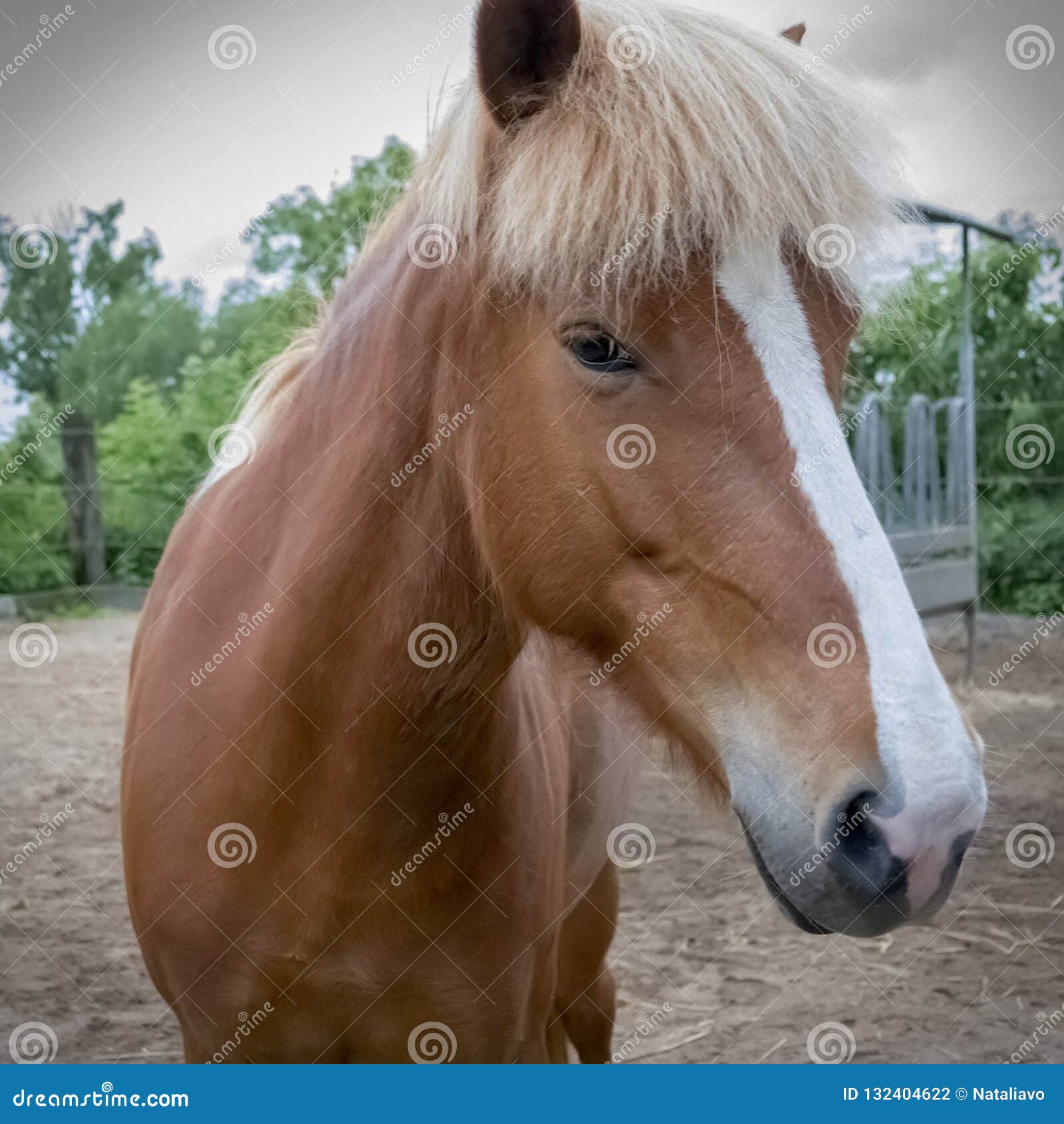 Portrait of Bay Horse with a Mark on the Muzzle on Background of Trees