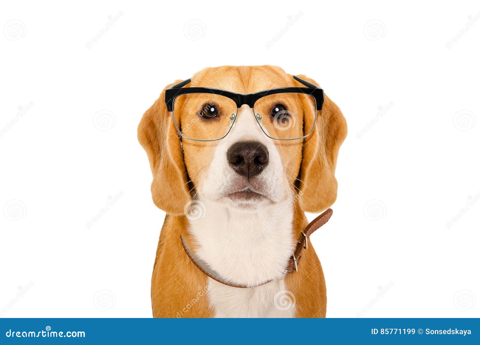 Portrait of a Beagle Dog in Glasses Stock Image Image of elegant