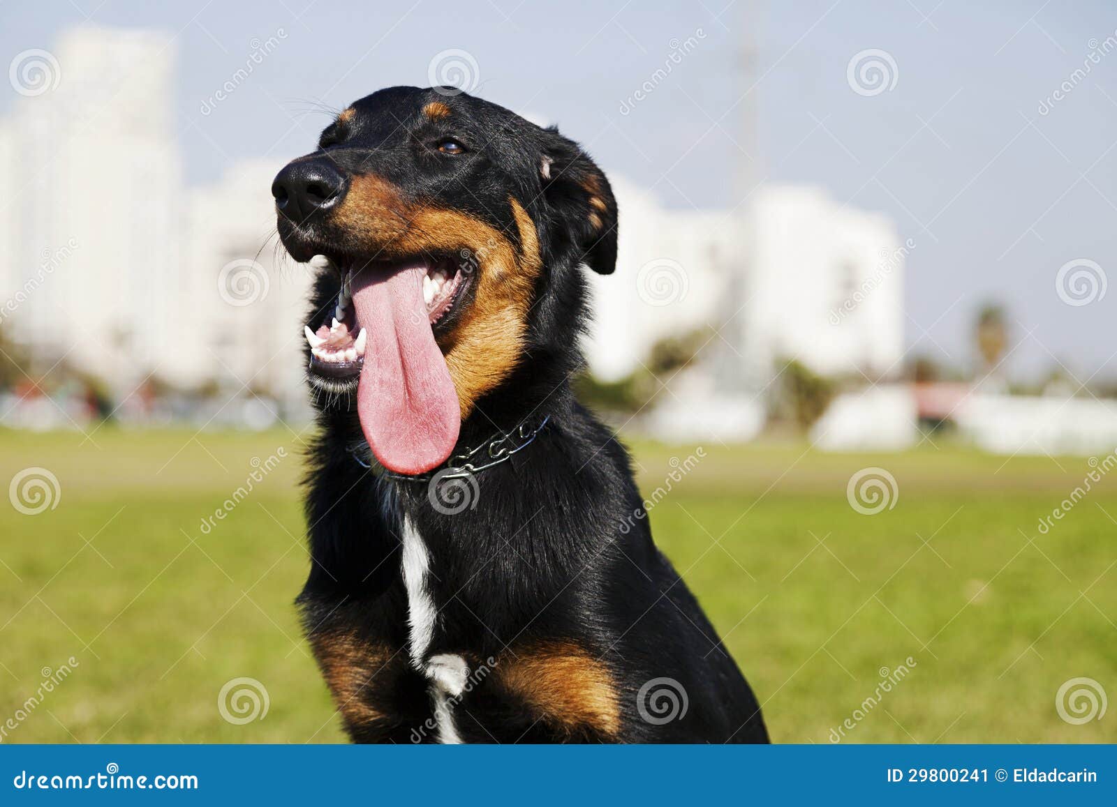 Beauceron / Australian Shepherd Dog Portrait The Park Stock Image ... Beauceron / Australian Shepherd Dog Portrait The Park Stock Image ...