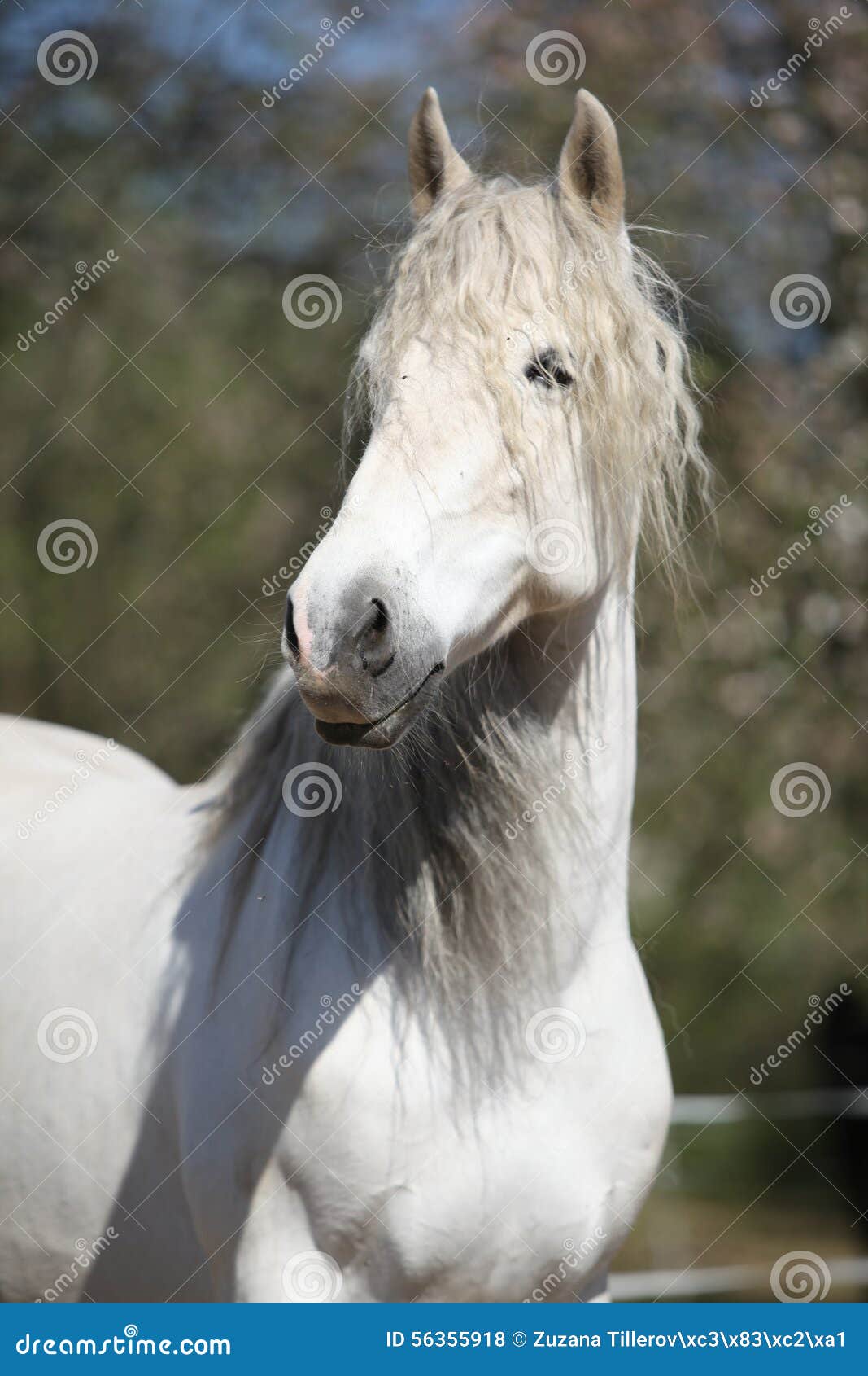 Portrait of Beautiful Andalusian Mare in Spring Stock Photo Image of