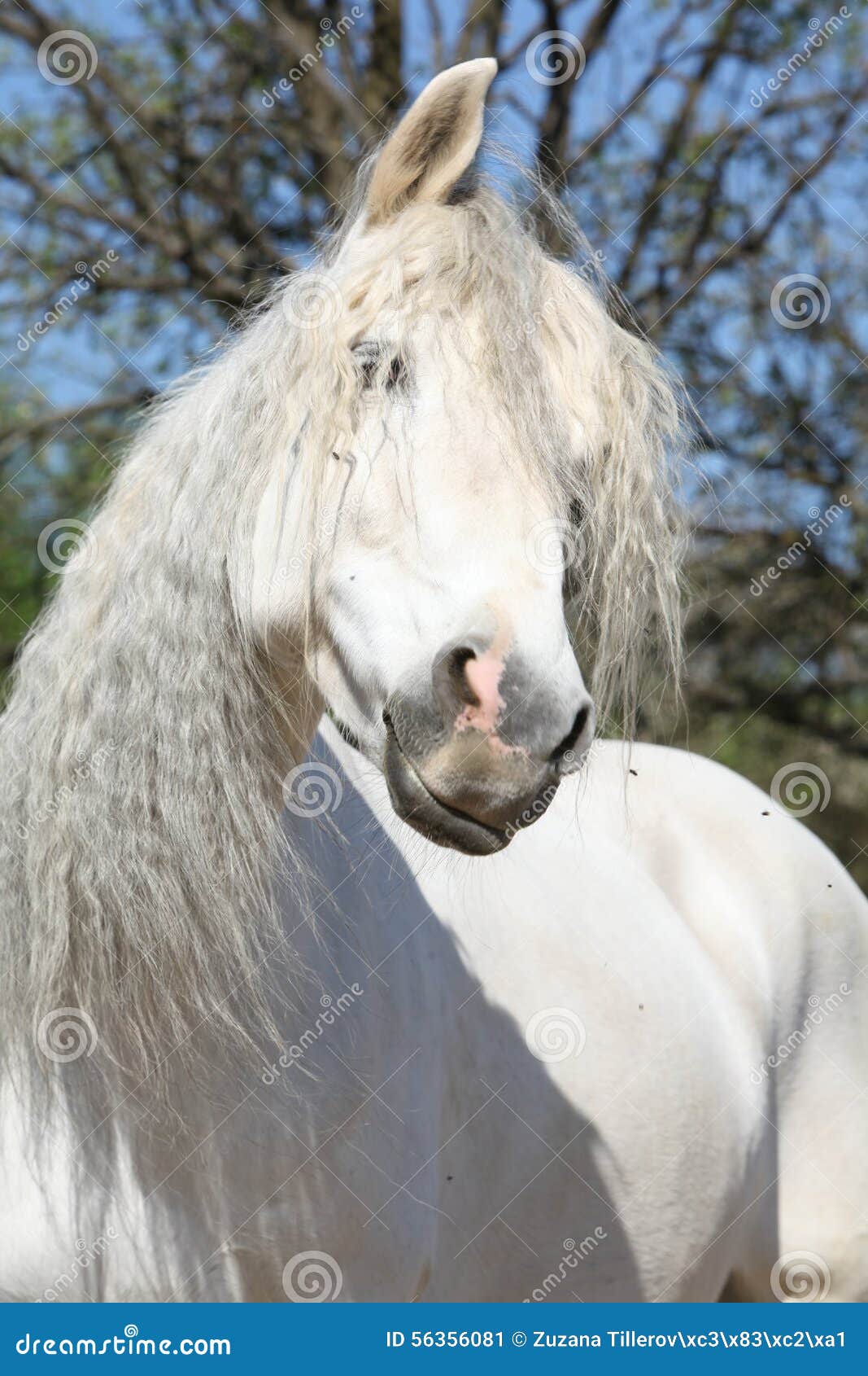 Portrait of Beautiful Andalusian Mare in Spring Stock Image Image of