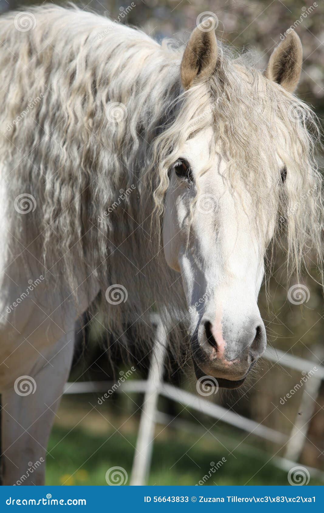 Portrait of Beautiful Andalusian Mare in Spring Stock Image Image of