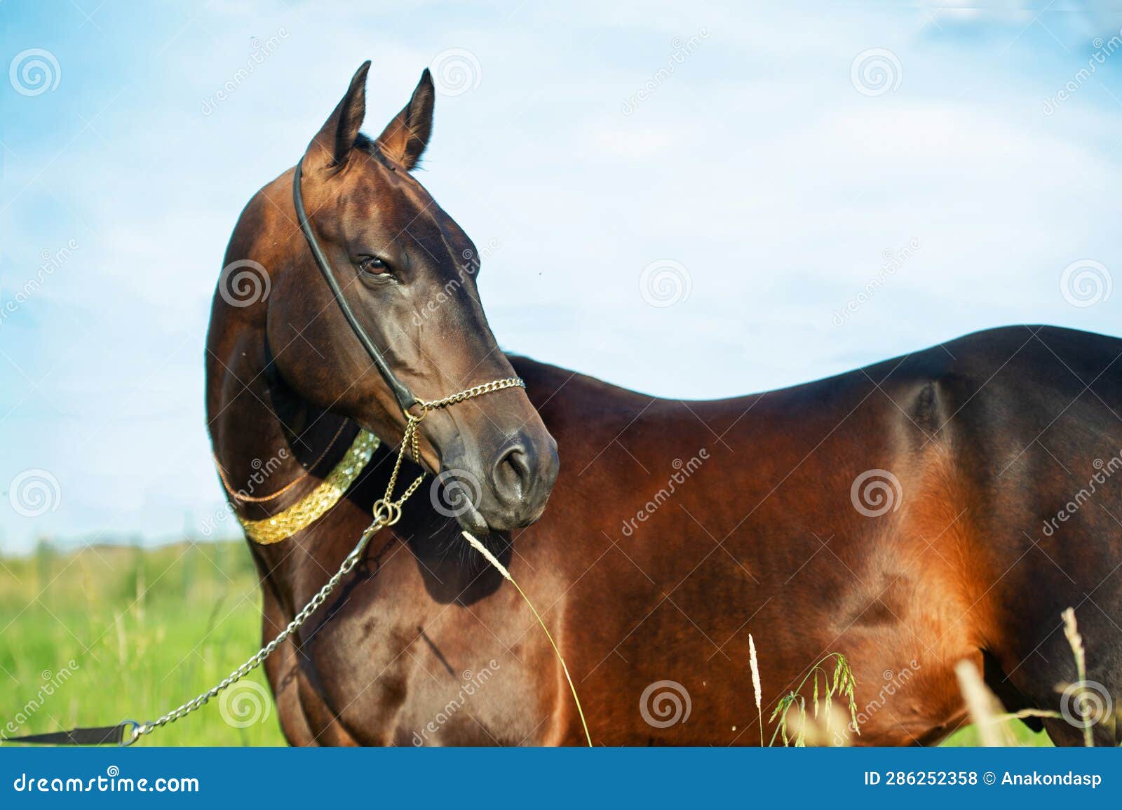 portrait of beautiful bay akhalteke stallion posing in the field. close up