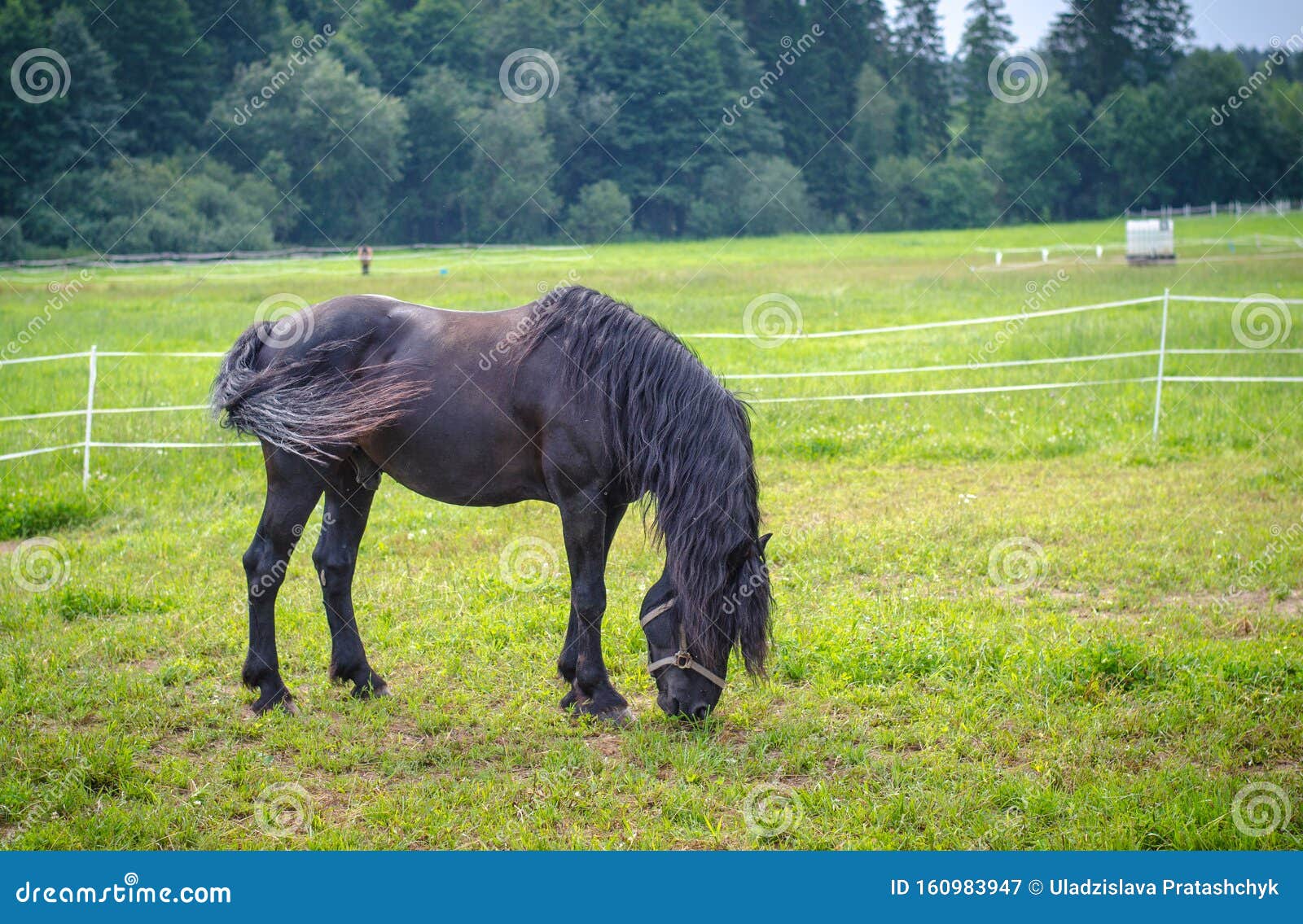 belarusian draft horse in pasture